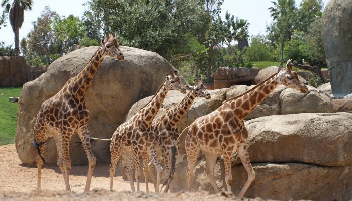 Bioparc en Valencia